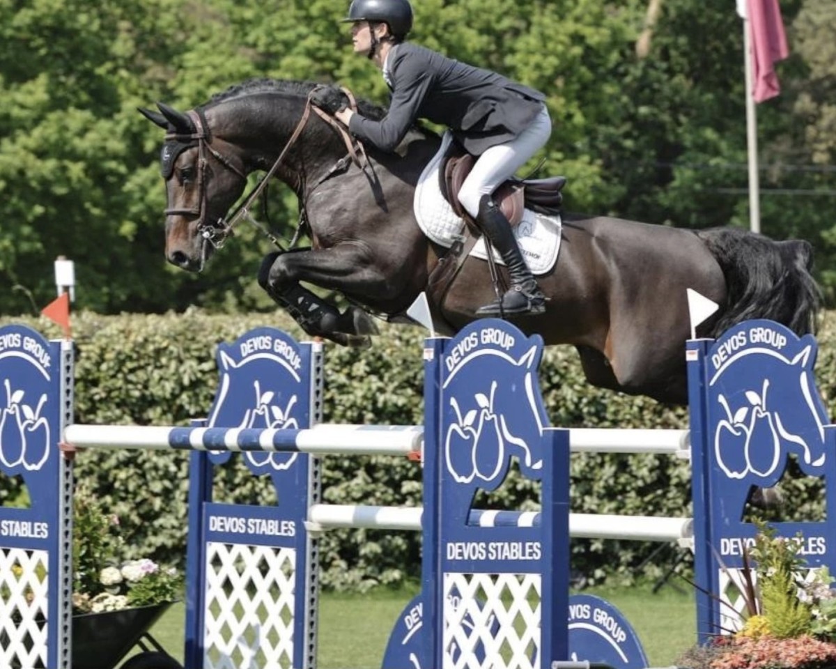 Deckhengst Pegase van 't Ruytershof (Belgisches Warmblut, 2015, von Comme il Faut)