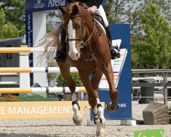 Springpferd Phenomenon (Belgisches Warmblut, 2015, von Quint Vh Maarlo Z)