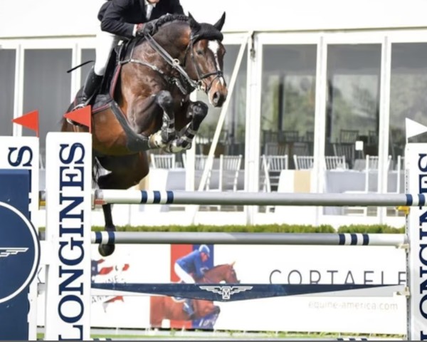 jumper Bingo Z (Zangersheide riding horse, 2014, from Balou du Rouet)