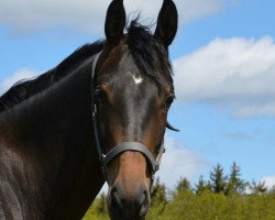 Springpferd Gianna (Trakehner, 2018, von Donauabend)