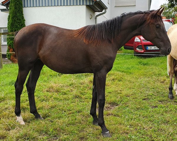 broodmare Sara Deja vu Z (Zangersheide riding horse, 2020, from Solid Gold Z)