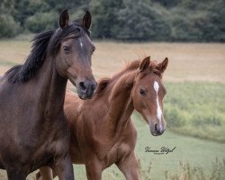 Zuchtstute Crown Nereide (Deutsches Reitpony, 2008, von Fehkamp's Coestelin)