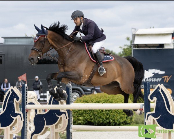 Springpferd Knoxville (KWPN (Niederländisches Warmblut), 2015, von Eldorado vd Zeshoek Tn)