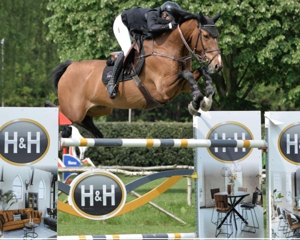 jumper Basic Instinct Z (Zangersheide riding horse, 2013, from Balou du Rouet)