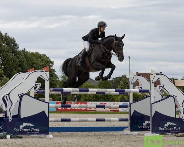 stallion Burberry Dk T&l Z (Zangersheide riding horse, 2016, from By Cera d'Ick)