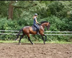 broodmare Scaramouche HB (Hanoverian, 2017, from Spielberg)