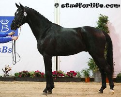 stallion Swowdancer (Westphalian, 2010, from Stedinger)