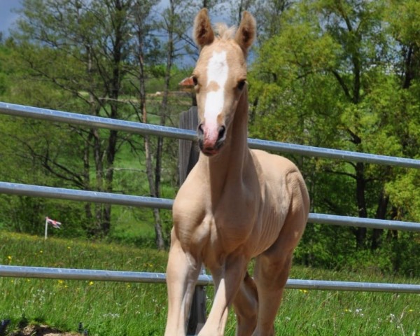 dressage horse Dream of Gold (German Riding Pony, 2021, from Dating At NRW)