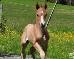 Dressurpferd Dreamcatcher (Deutsches Reitpony, 2021, von Dimension AT NRW)