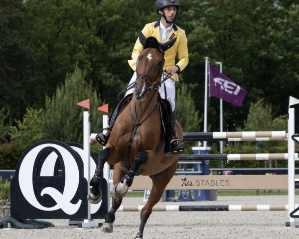 jumper Curiano van Maarle Z Marathon (Zangersheide riding horse, 2011, from Canabis Z)