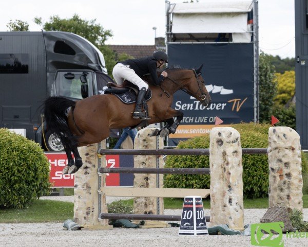 Springpferd Heideroosje van Plockroy Z (Zangersheide Reitpferd, 2016, von Heidelberg van het Lindehof)