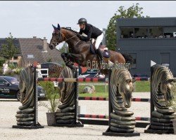 stallion Heidelberg van het Lindehof (Belgian Warmblood, 2007, from Amoroso van de Helle)