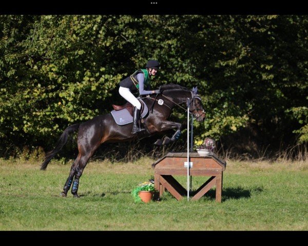 Springpferd Dunlewey Pepper (Arabisches Halbblut / Partbred, 2017, von Persiflage AA)