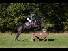 jumper Dunlewey Pepper (Arab half breed / Partbred, 2017, from Persiflage AA)