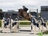 jumper Di Cento (Danish Warmblood, 2017)