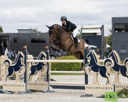 jumper Di Cento (Danish Warmblood, 2017)