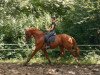 dressage horse Lennes HB (Westphalian, 2017, from Libertad FRH)