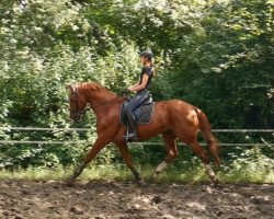 dressage horse Lennes HB (Westphalian, 2017, from Libertad FRH)