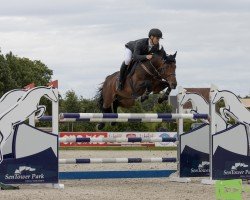 dressage horse Lincoln (Hanoverian, 2014, from Lissaro)