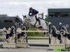 Springpferd H5 Jemousin van den Dael (Belgisches Warmblut, 2009, von Vivaldi du Seigneur)