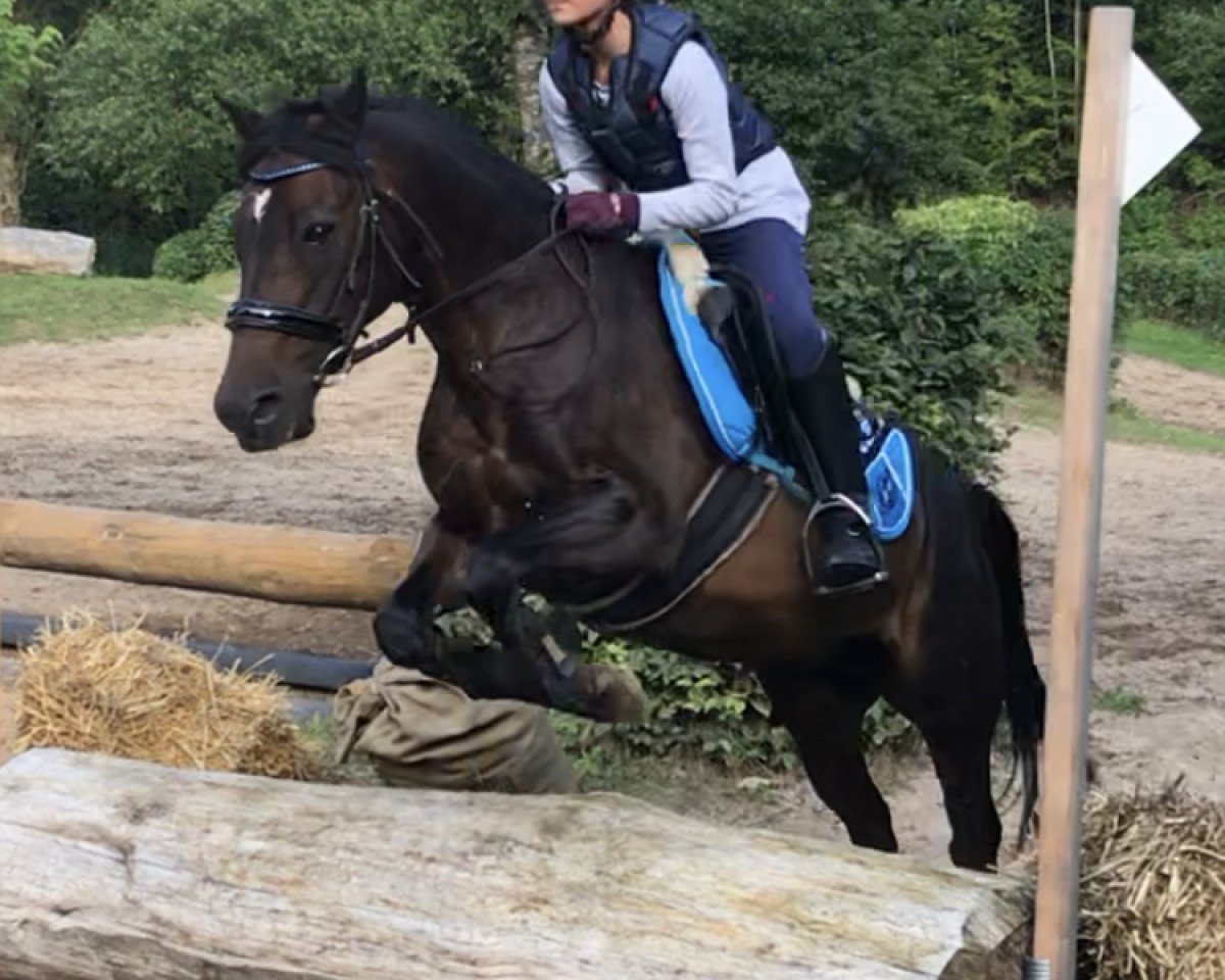 jumper Ceasar 314 (German Sport Horse, 1996)