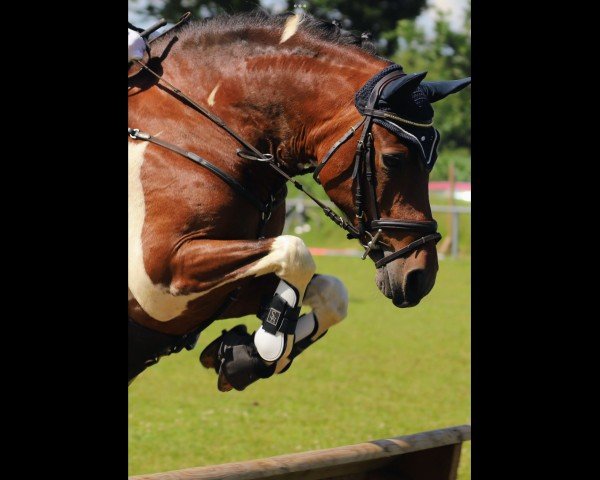 jumper Lilly 568 (German Riding Pony, 2005)