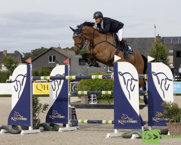 jumper Hilfinger van de Zuuthoeve (Belgium Sporthorse, 2013, from Thunder van de Zuuthoeve)