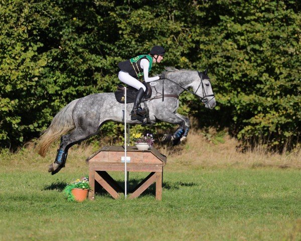 Springpferd Adastra Golden (Irish Sport Horse, 2017, von Hector van d'Abdijhoeve)