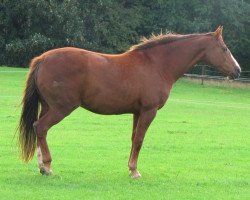 broodmare Cadix du Seigneur Z (Zangersheide riding horse, 2002, from Chellano Z)