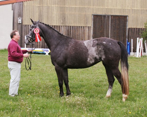broodmare Nancy de Luxe (German Sport Horse, 2017, from Hermes de Lux)