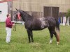 broodmare Nancy de Luxe (German Sport Horse, 2017, from Hermes de Lux)