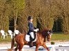 dressage horse Shadow Dancer 8 (German Riding Pony, 2006, from Saipan)