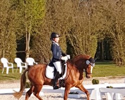 dressage horse Shadow Dancer 8 (German Riding Pony, 2006, from Saipan)