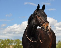 Springpferd Schlingel W (Hannoveraner, 2012, von Stolzenberg)