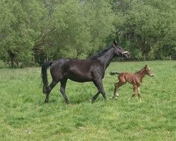 broodmare Hanka (Westphalian, 2004, from Holland)