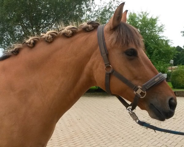 dressage horse Little McMuffin 2 (Westphalian, 2003, from Legal Bid xx)