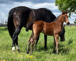 Springpferd Eplaisir d´Alizee Z (Zangersheide Reitpferd, 2021, von Epleaser van het Heike)