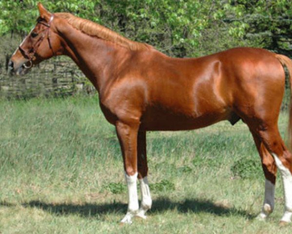 stallion Veganum x (Anglo-Arabs, 1986, from Laudanum xx)