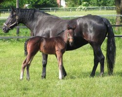 broodmare Tonella II (Oldenburg, 1997, from Rubinstein I)