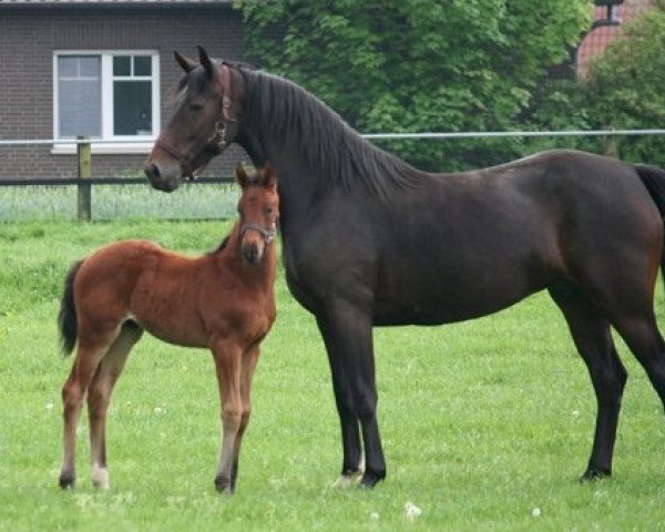 broodmare Tabea (Oldenburg, 2013, from Don Schufro)