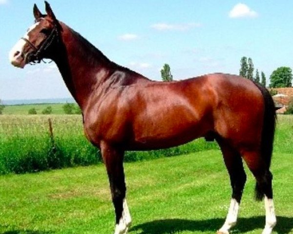 stallion Fango in Blue (Anglo-Arabs, 1993, from Veganum x)