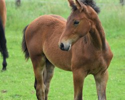 Springpferd Cosmian SP (Deutsches Sportpferd, 2021, von Cullinan du Borget B)