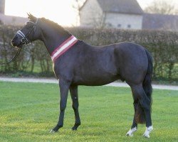 dressage horse Komet (German Riding Pony, 2022, from Komplett)