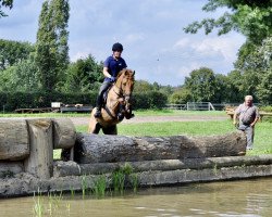 jumper Phil 39 (German Riding Pony, 2004, from Potter)