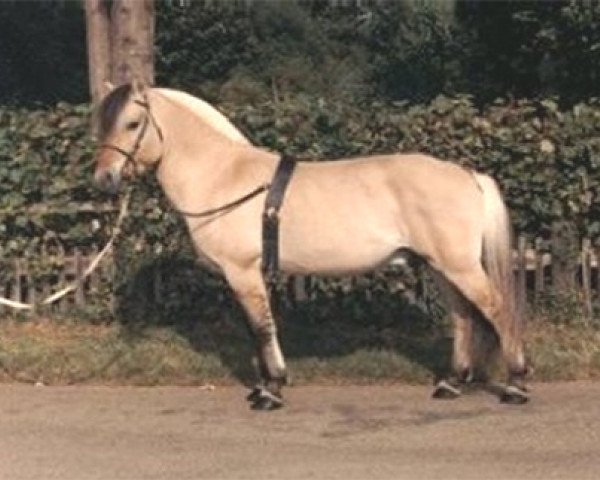 stallion Morten (Fjord Horse, 1979, from Fender N.1805)