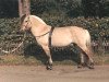 stallion Morten (Fjord Horse, 1979, from Fender N.1805)