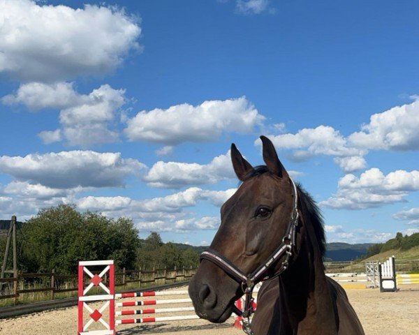 Springpferd AMD Chardonnay (Deutsches Sportpferd, 2012, von Chocolat)