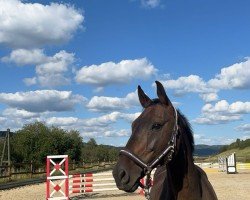 jumper AMD Chardonnay (German Sport Horse, 2012, from Chocolat)