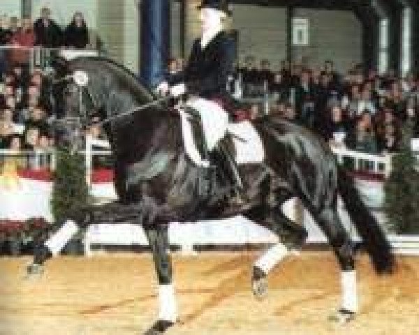 horse Don Davidoff (Oldenburg, 1997, from Don Gregory)
