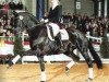 stallion Don Davidoff (Oldenburg, 1997, from Don Gregory)